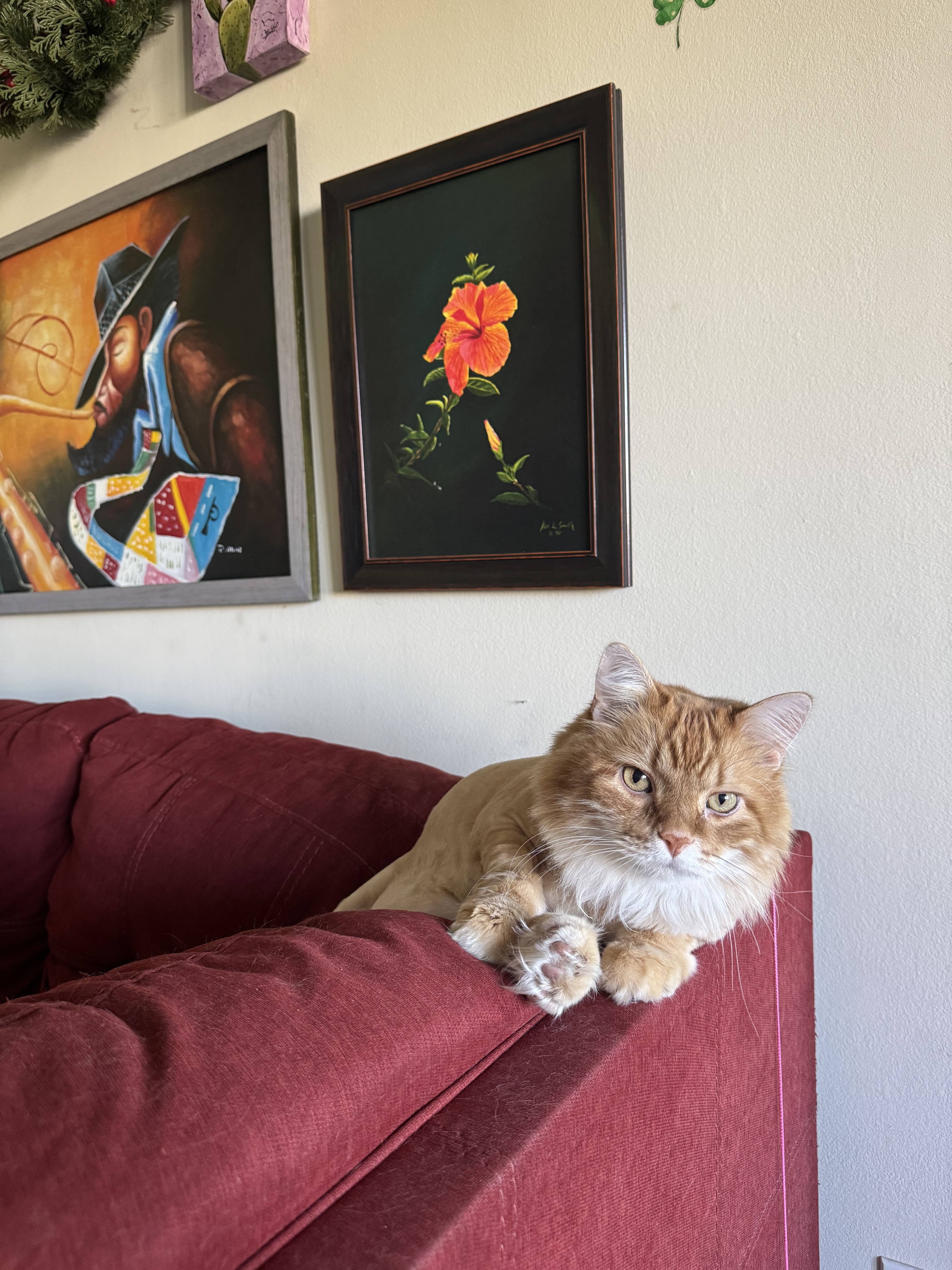The cat